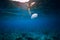 Transparent blue sea and Jellyfish glides underwater