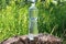 Transparent bottle with water on a tree stump in the grass at the summer, thirst quencher concept. Water balance maintained in hot