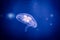 Transparent common jelly fish medusa close up still on a blue dark background