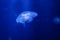 Transparent common jelly fish medusa close up still on a blue dark background