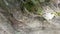 Transparent crystal clear water flows down on a mountain spring