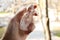 Transparent crystal of mountain quartz in a hand