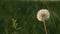 Transparent dandelion seed head at sunset in green grass close-up with highlights from the sun