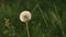 Transparent dandelion seed head at sunset in green grass close-up with highlights from the sun