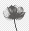 Transparent dot art flower, halftone collage design element. Grunge cut out sticker. Noise grain gradient, stipple