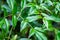 Transparent drops of rain on the graceful leaves of the Nandina domestic or Heavenly Bamboo. Macro.