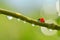 Transparent drops of water witch ladybug on branch of tree close up.