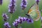 Transparent feather butterfly in nature high end photography