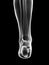 Transparent female skeleton - foot bones