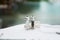 Transparent glass bottles of pepper and grained salt on dining table