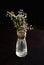 Transparent glass vase with the bouquete of white small flowers of gypsophila on the black background