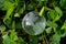 transparent globe in the grass