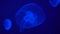 Transparent glowing Moon Jellyfish floating in dark blue water, close up