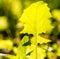 Transparent Green Leaves in Backlight