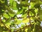 Transparent green leaves and branches of sea grapes tree