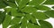 Transparent green leaves on a white background. Rotation and approximation.