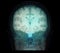 Transparent image of the Skull  with  Brain for medical background concept