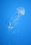 Transparent Jellyfish dancing in a blue ocean