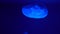 Transparent jellyfish floating through the sea depth at dark blue background