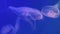 A transparent jellyfish hovers floating in an aquarium