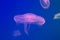 Transparent jellyfish illuminated by pink light in the aquarium