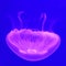 Transparent jellyfish moving under the blue water