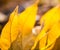 Transparent Leaves in Backlight