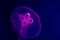 Transparent moon jellyfish close-up on dark blue background. Purple lighting, copy space for text about marine and ocean life