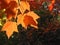 Transparent orange fall leaves