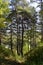 Transparent pine forest illuminated by the sun on the high rocky bank of the Ural river Iren. Sunny autumn in the foothills of the