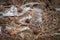 A transparent plastic Cup and a torn bag in the forest. Problem of ecology