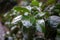 Transparent raindrops on leaves concept. Close up view of green foliage