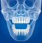 Transparent scull and teeth , xray view .