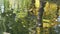 Through the transparent surface of the lake water you can see numerous green algae and the reflection of the autumn forest.