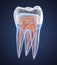 Transparent teeth with crown. 3d renderings of endodontics inner structure