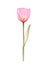 Transparent Tulip of pale pink color