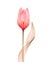 Transparent Tulip of pale pink color