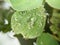 Transparent water drops on green leaf weed, macro