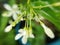 Transparent water drops on Wild water plum flower bouguet and buds, Sacred flowers, macro