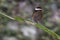 Transparent winged butterfly on a leaf in a forest