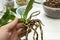 Transplant orchids. Healthy plant roots. Healthy roots of orchids