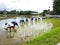 Transplant rice seedlings