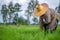 Transplant rice seedlings in rice field, farmer is withdrawn seedling and kick soil flick of Before the grown in paddy field, Farm