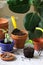 Transplanting ficus benjamin into large pots. Tools and plants on the background of the room