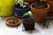 Transplanting ficus benjamin into large pots. Tools and plants on the background of the room