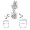 Transplanting flower from small pot to bigger pot. Vector instruction. Zamioculcas plant with roots and potting soil