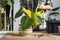 Transplanting a home plant Philodendron verrucosum into a new bigger pot in home interior. Caring for a potted plant, hands close-