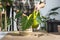 Transplanting a home plant Philodendron verrucosum into a new bigger pot in home interior. Caring for a potted plant, hands close-