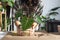 Transplanting a home plant Philodendron verrucosum into a new bigger pot in home interior. Caring for a potted plant, hands close-