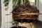 Transplanting a home pot into another pot. Close-up root of zamioculcas flowerpot. Selective focus